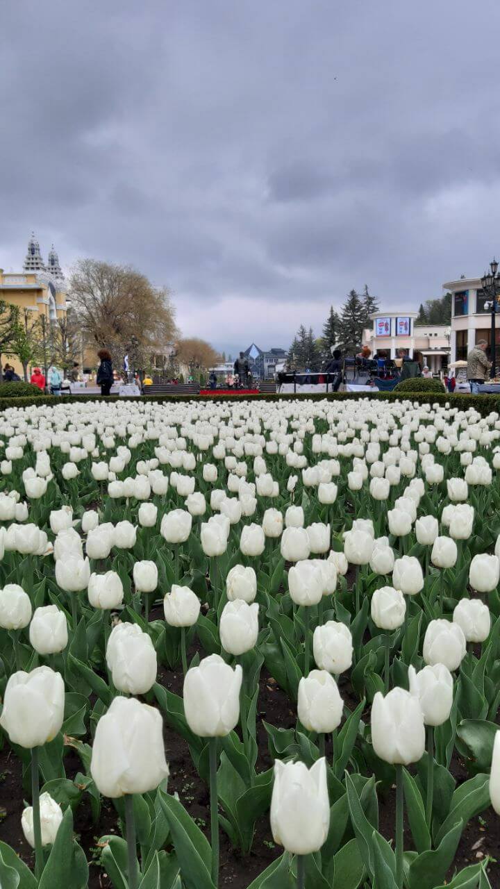 Весеннее озеленение из фотогалереи КБК